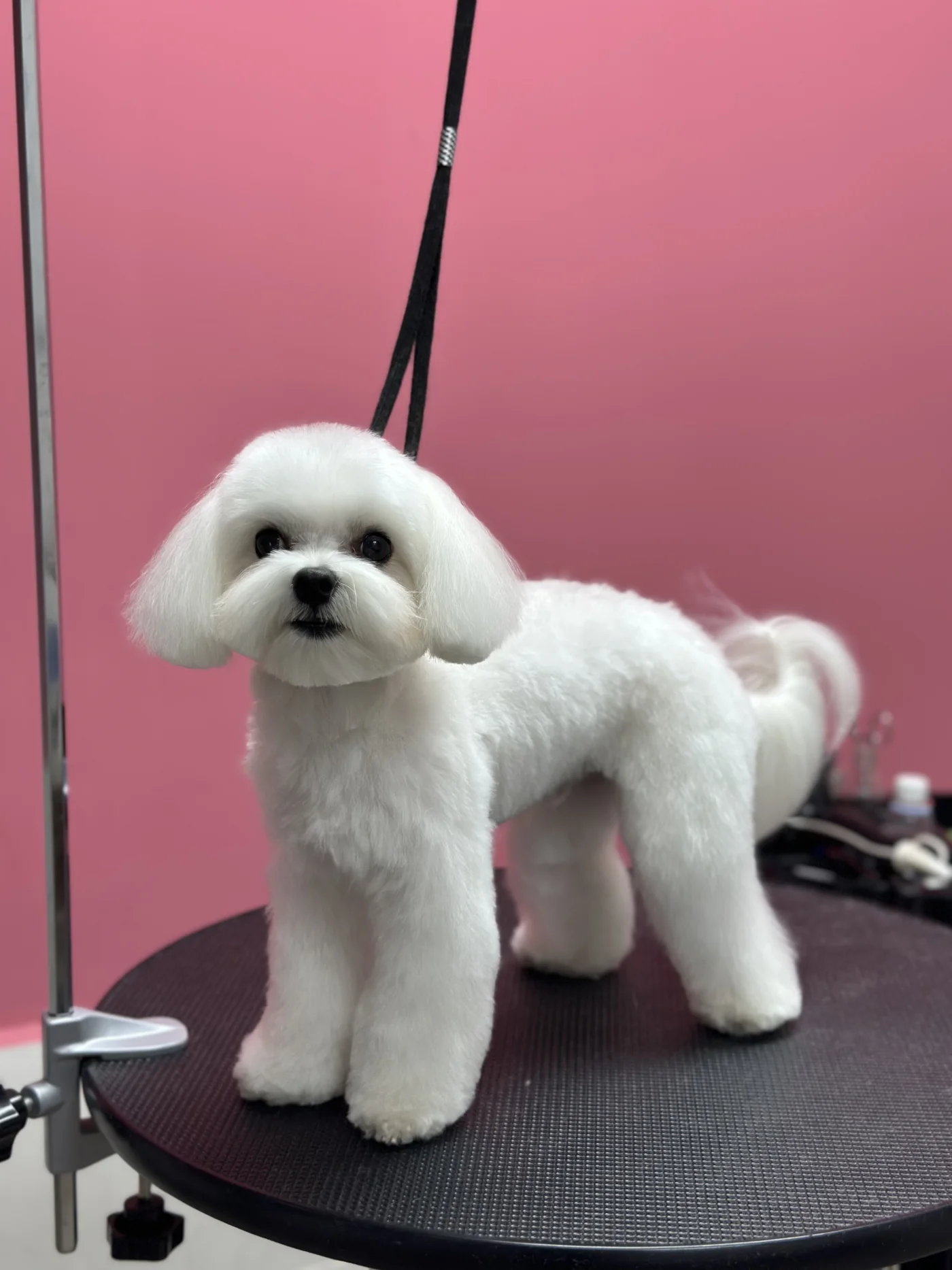 Стрижка болонки в DELTA GROOMING Бендеры