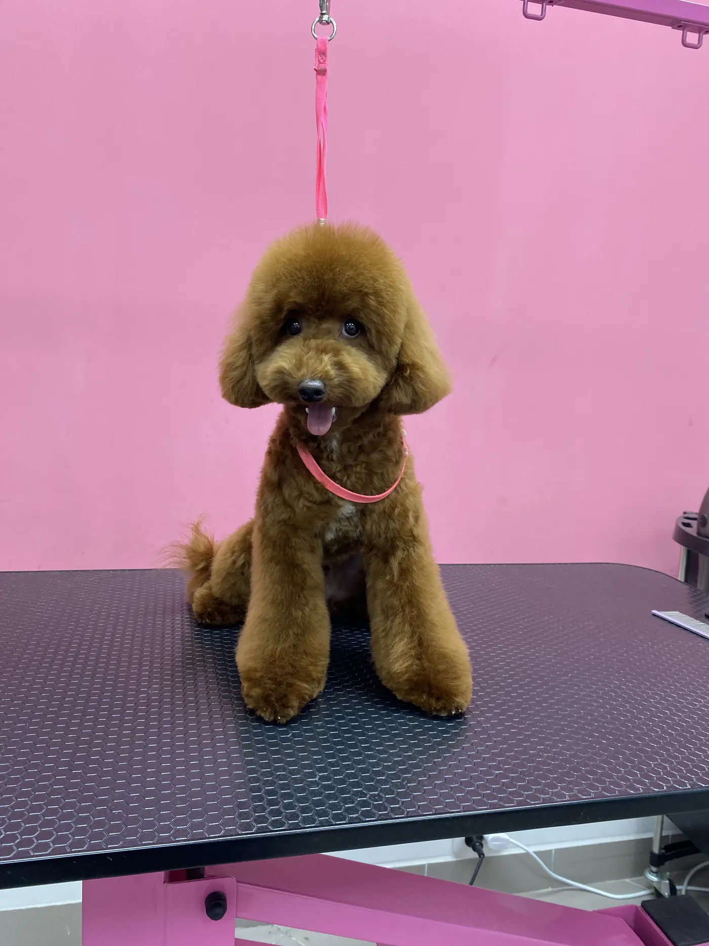 Стрижка пуделя в DELTA GROOMING Бендеры