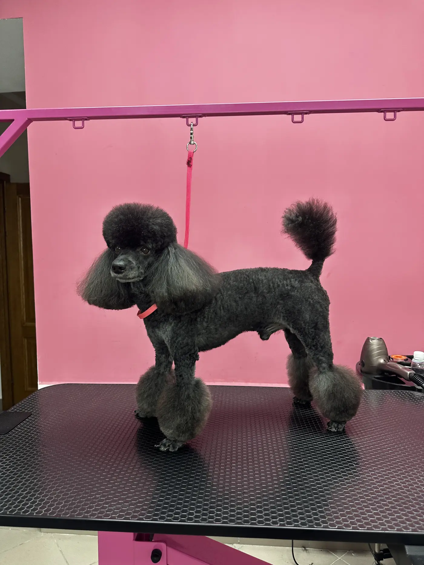 Стрижка пуделя в DELTA GROOMING Бендеры